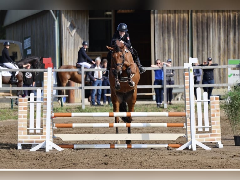 Holstein, Mare, 5 years, 16.1 hh, Brown