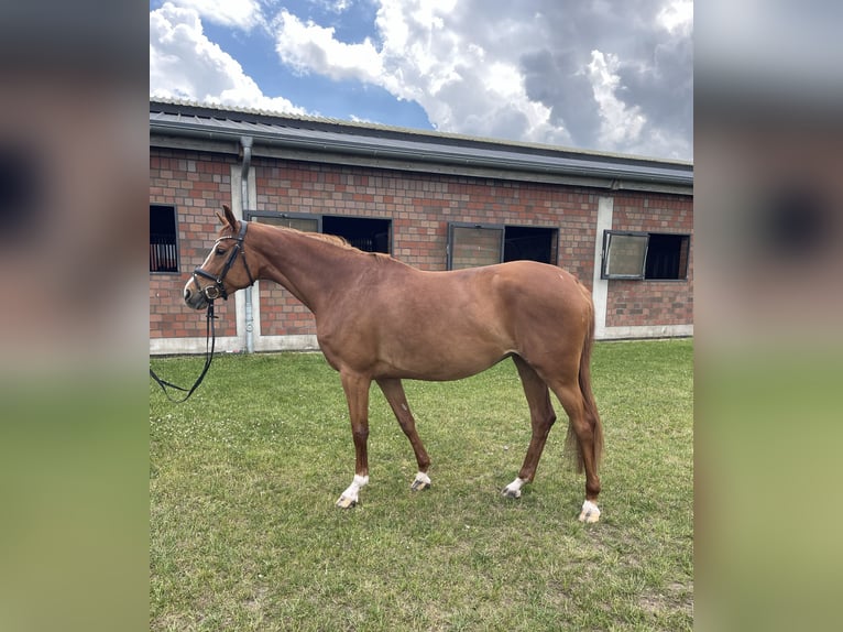 Holstein Mare 5 years 16.1 hh Chestnut-Red in Tangstedt