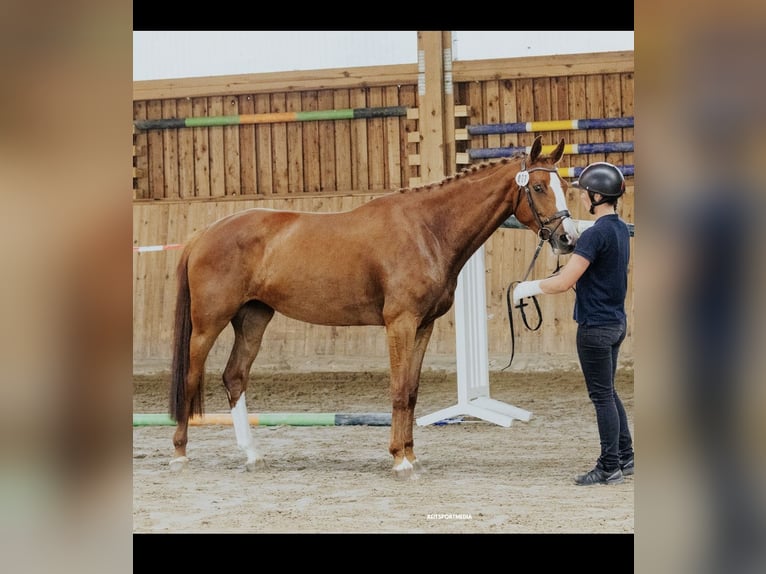 Holstein Mare 5 years 16.1 hh Chestnut-Red in Staven