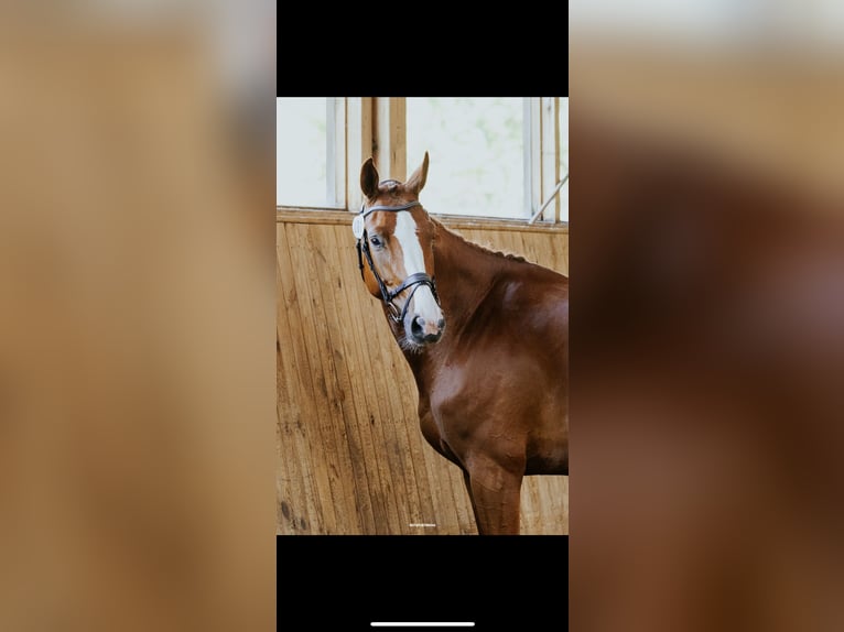 Holstein Mare 5 years 16.1 hh Chestnut-Red in Staven