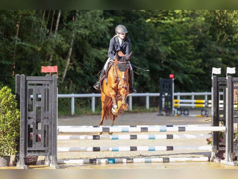 Holstein Mare 5 years 16,1 hh Chestnut-Red in Hünfelden-Kirberg