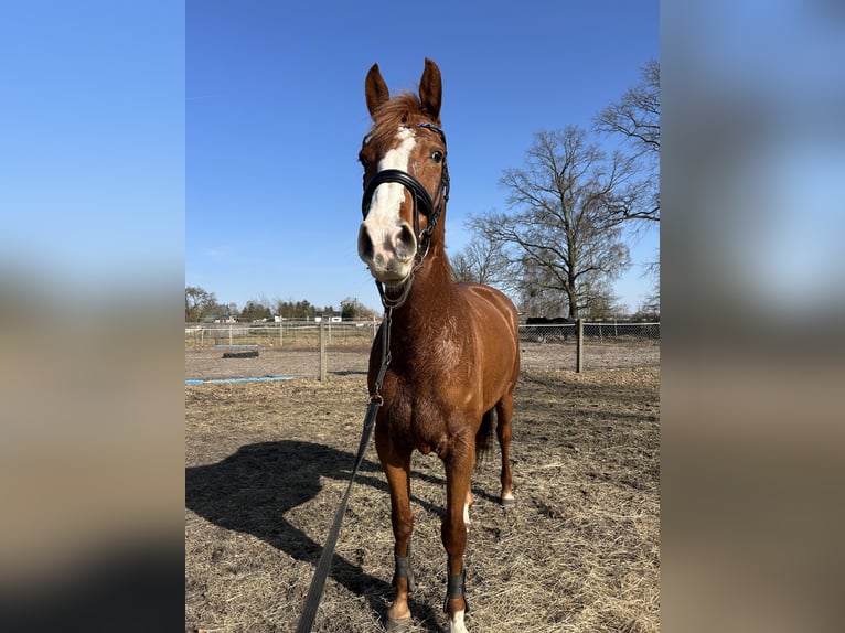 Holstein Mare 5 years 16.1 hh Chestnut-Red in Löwenberger Land