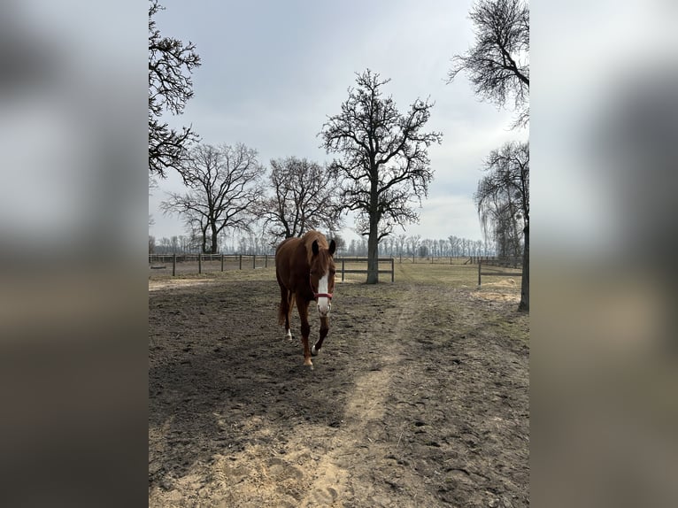 Holstein Mare 5 years 16.1 hh Chestnut-Red in Löwenberger Land