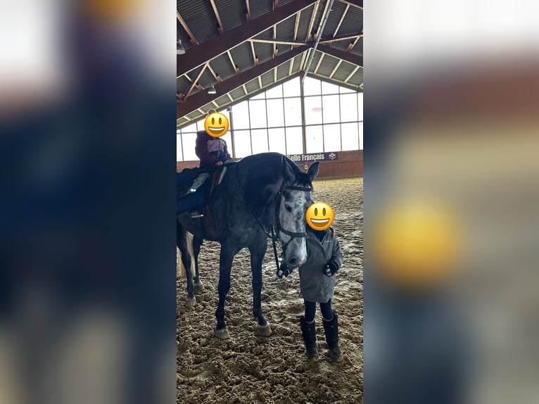 Holstein Mare 5 years 16,1 hh Gray-Dapple in Zülpich