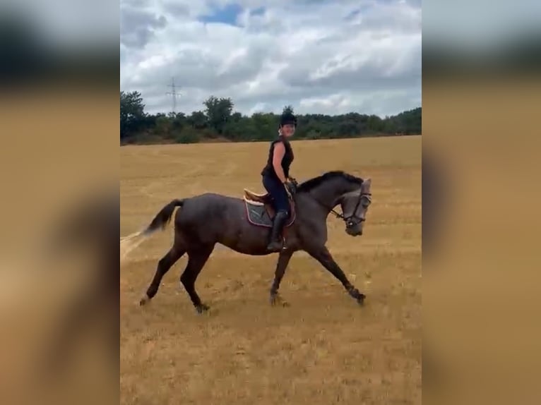 Holstein Mare 5 years 16,1 hh Gray-Dapple in Zülpich