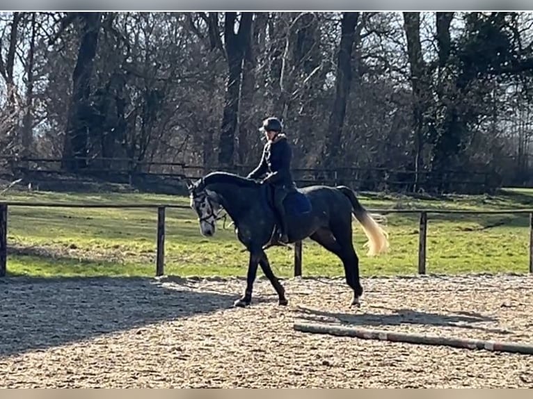 Holstein Mare 5 years 16,1 hh Gray-Dapple in Zülpich