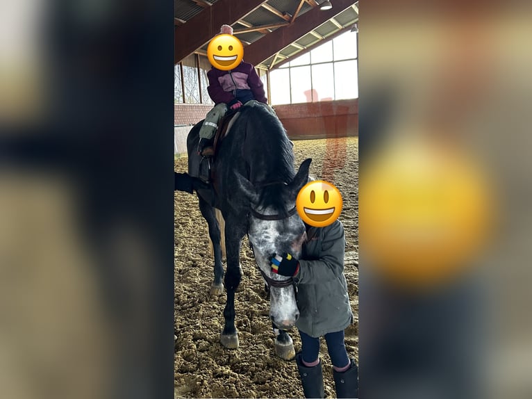 Holstein Mare 5 years 16,1 hh Gray-Dapple in Zülpich