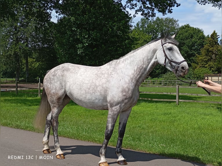 Holstein Mare 5 years 16,1 hh Gray-Dapple in Drentwede