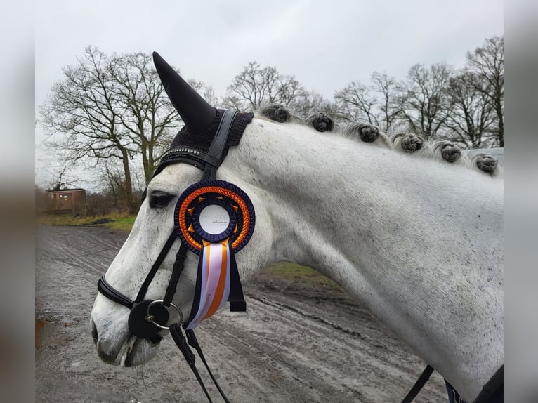 Holstein Mare 5 years 16,1 hh Gray in Olfen