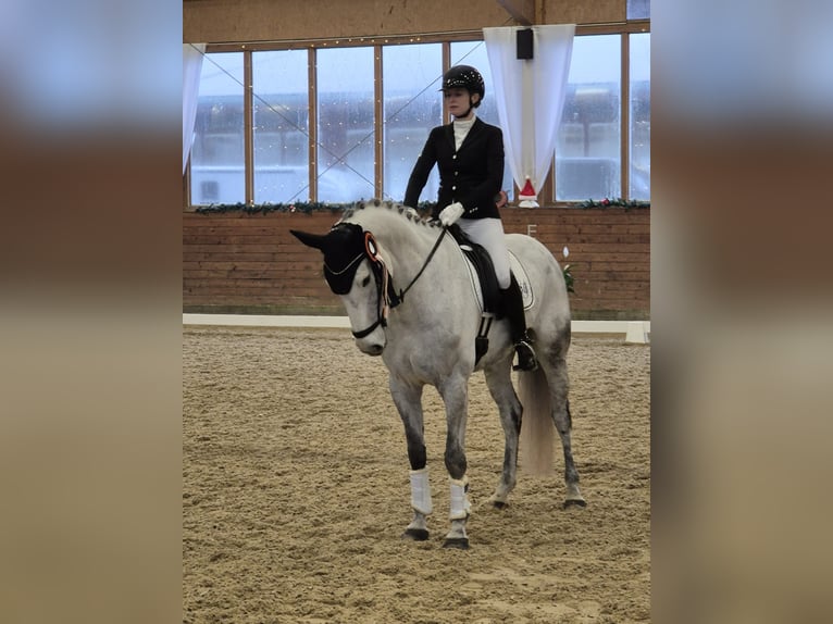 Holstein Mare 5 years 16,1 hh Gray in Olfen