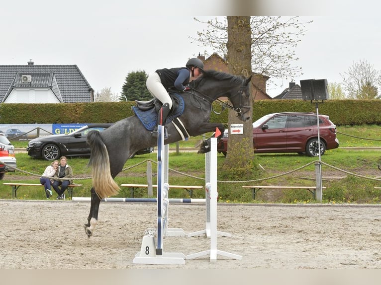 Holstein Mare 5 years 16,1 hh Gray in Schulendorf