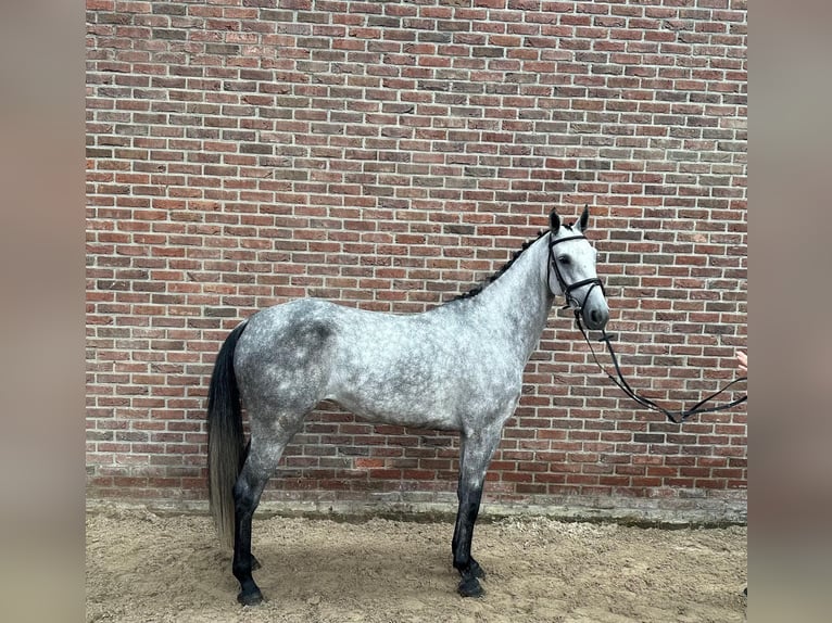 Holstein Mare 5 years 16.1 hh Grey in Kaulille
