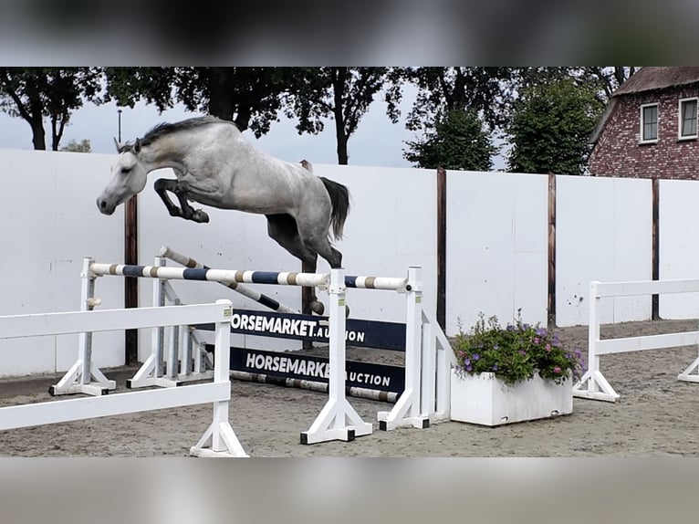 Holstein Mare 5 years 16.1 hh Grey in Waddinxveen