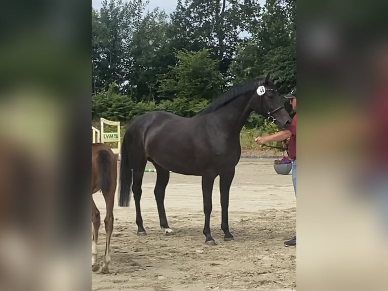 Holstein Mare 5 years 16,1 hh in Lebrade