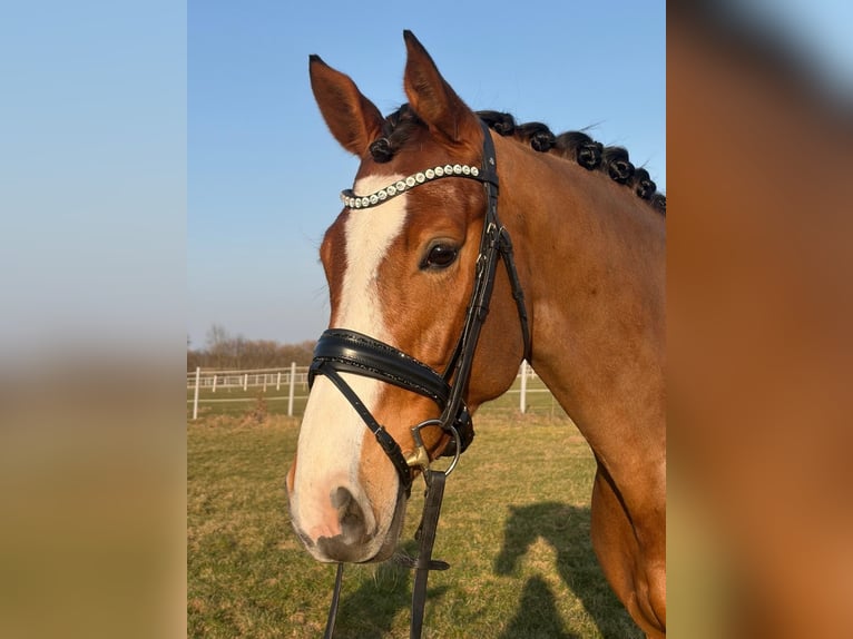 Holstein Mare 5 years 16.2 hh Brown in Groß Rönnau