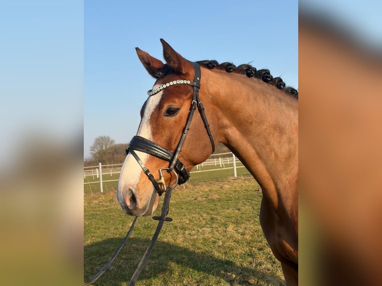 Holstein Mare 5 years 16.2 hh Brown in Groß Rönnau