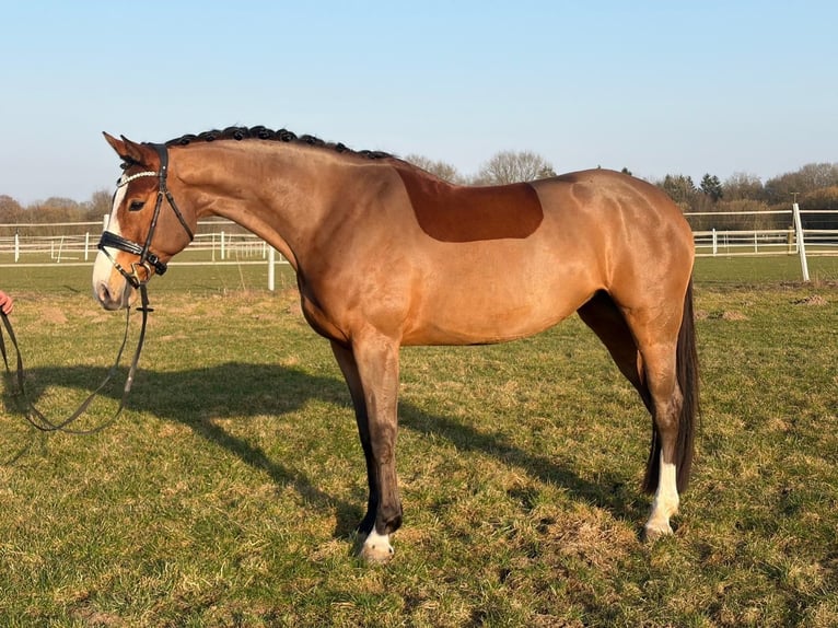Holstein Mare 5 years 16.2 hh Brown in Groß Rönnau