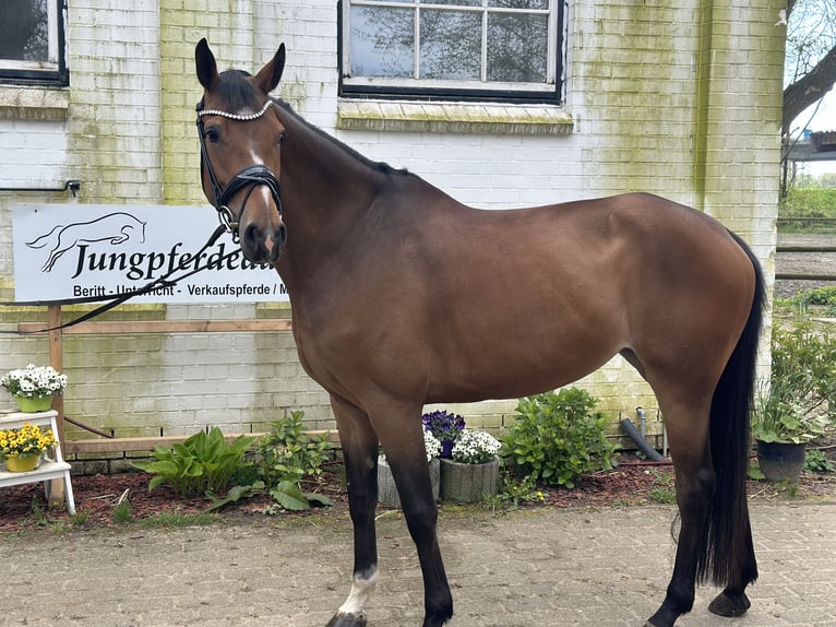 Holstein Mare 5 years 16,2 hh Brown in Heiligenstedten