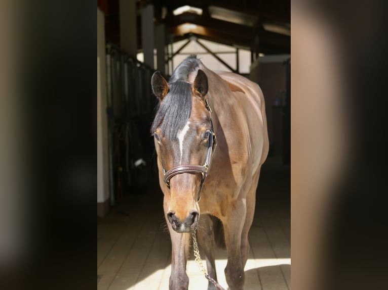 Holstein Mare 5 years 16,2 hh Brown in Erharting