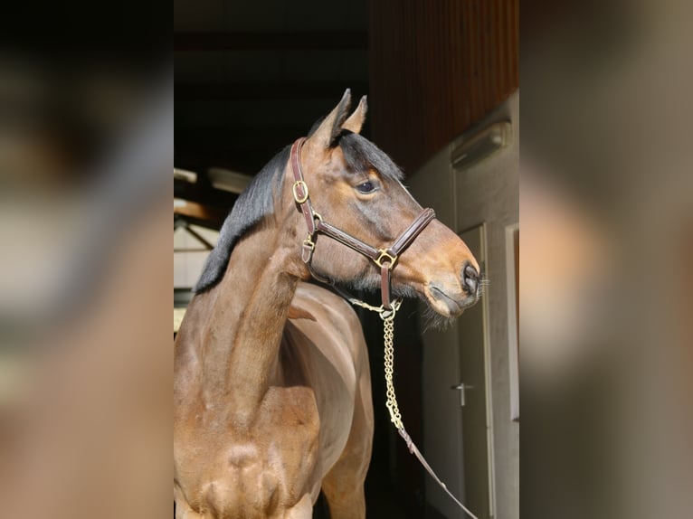 Holstein Mare 5 years 16,2 hh Brown in Erharting