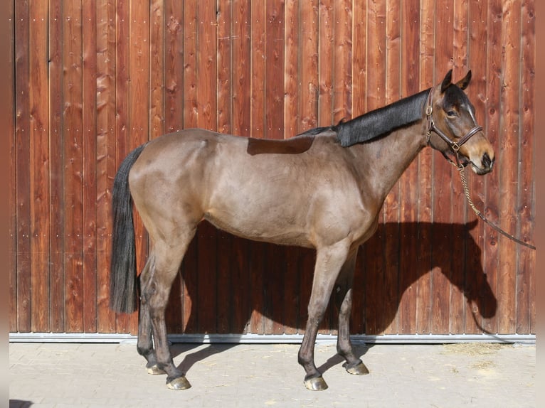 Holstein Mare 5 years 16,2 hh Brown in Erharting