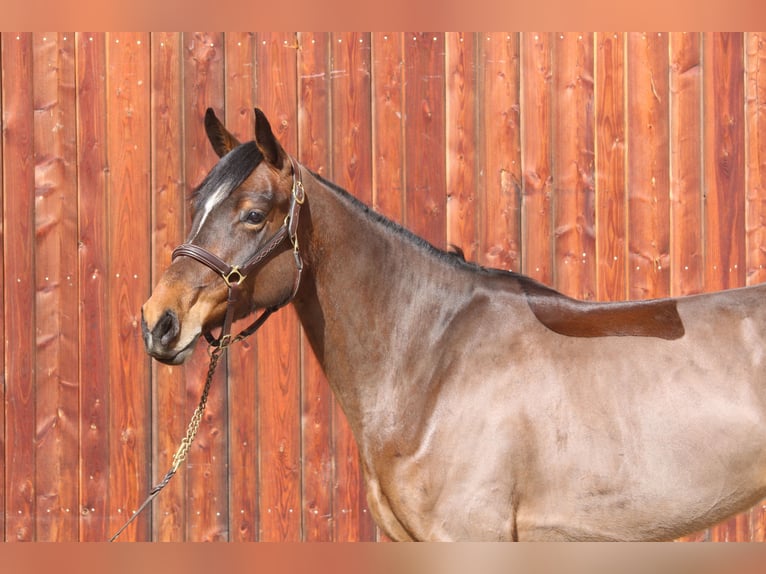 Holstein Mare 5 years 16,2 hh Brown in Erharting