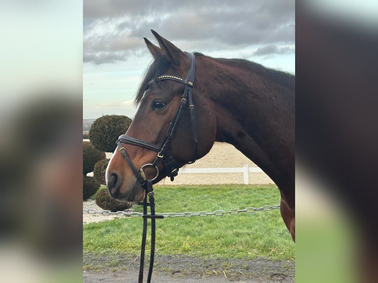 Holstein Mare 5 years 16,2 hh Brown in Rheinbach