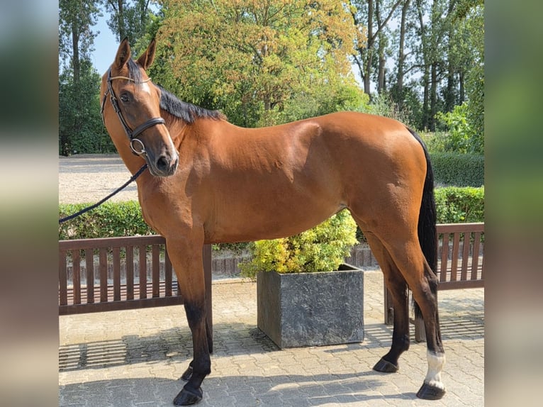 Holstein Mare 5 years 16.2 hh Brown in Willich