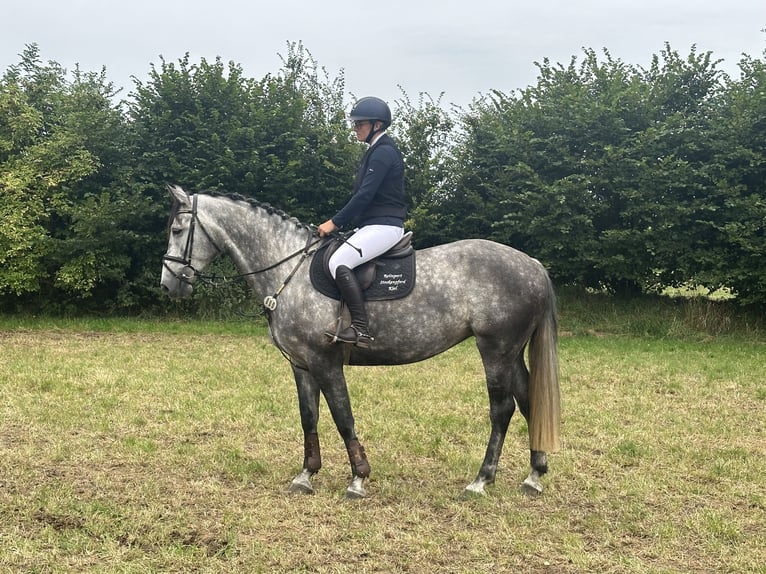 Holstein Mare 5 years 16,2 hh Gray-Blue-Tan in SchönhorstSchönhorst