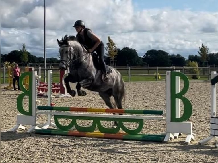 Holstein Mare 5 years 16,2 hh Gray-Blue-Tan in SchönhorstSchönhorst