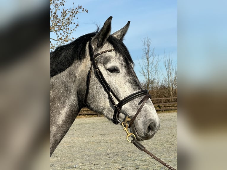 Holstein Mare 5 years 16,2 hh Gray-Blue-Tan in SchönhorstSchönhorst