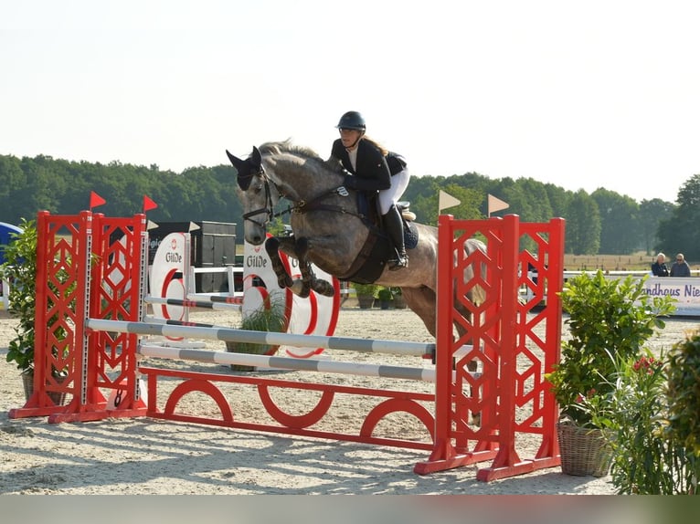 Holstein Mare 5 years 16,2 hh Gray in Neetze