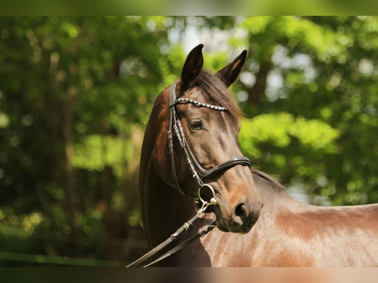 Holstein Mare 5 years 16.3 hh Bay-Dark in Tensbüttel-Röst