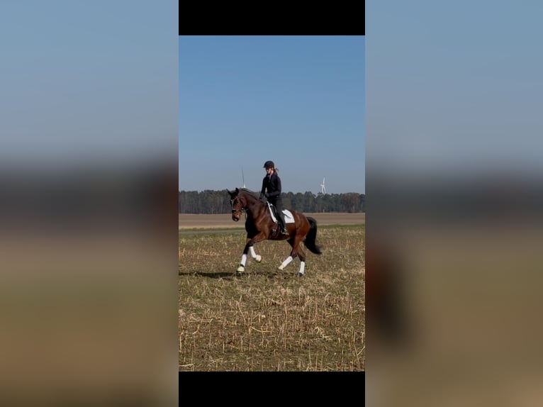 Holstein Mare 5 years 16.3 hh Brown in Wittingen