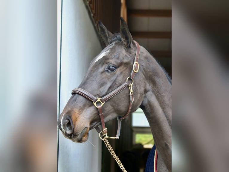 Holstein Mare 5 years 16,3 hh Smoky-Black in Erharting