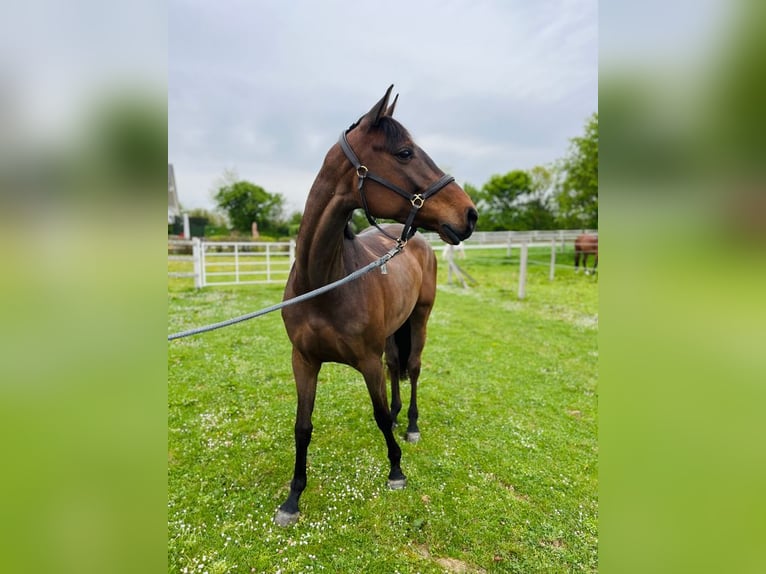 Holstein Mare 5 years 16 hh Bay-Dark in Freiburg im Breisgau