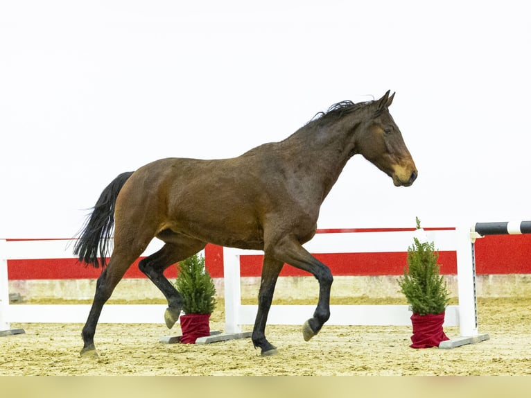 Holstein Mare 5 years 16 hh Bay-Dark in Waddinxveen