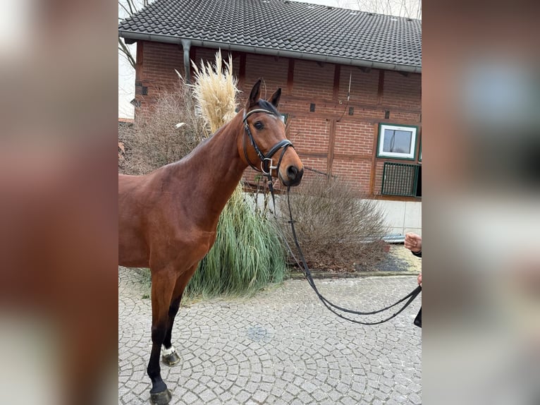 Holstein Mare 5 years 16 hh Brown in Einbeck