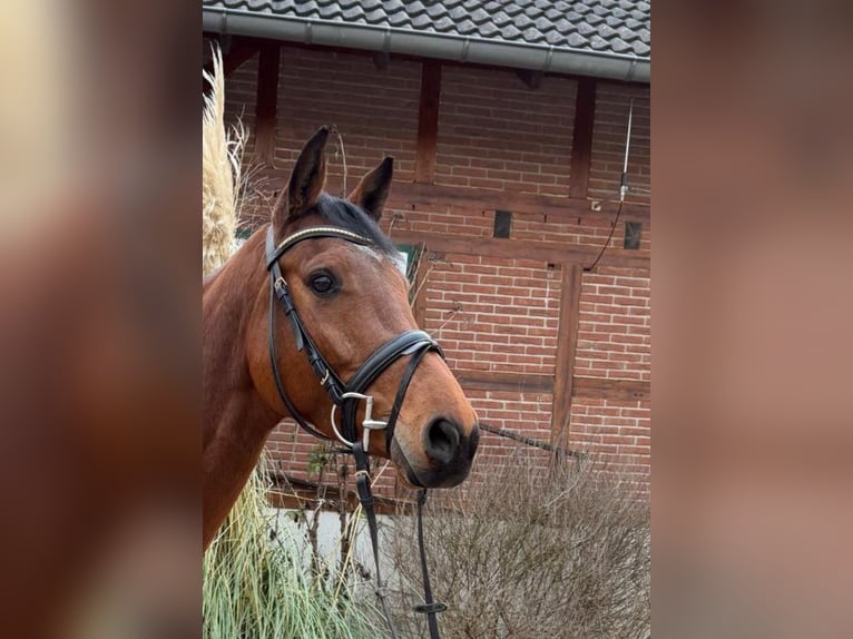 Holstein Mare 5 years 16 hh Brown in Einbeck