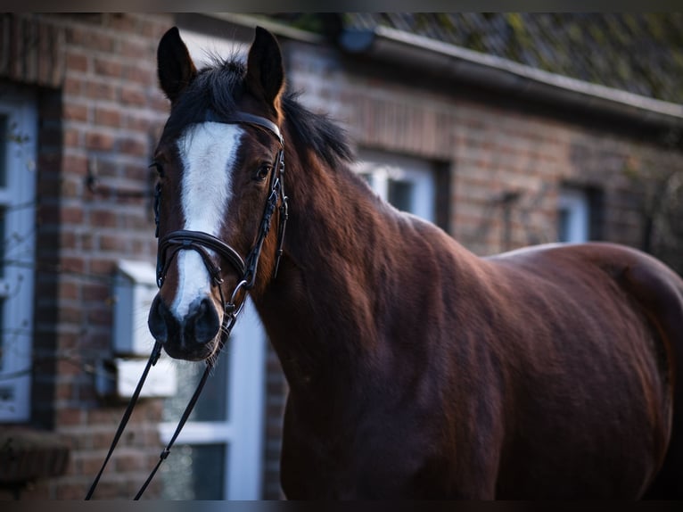 Holstein Mare 5 years 16 hh Brown in Rodenbek