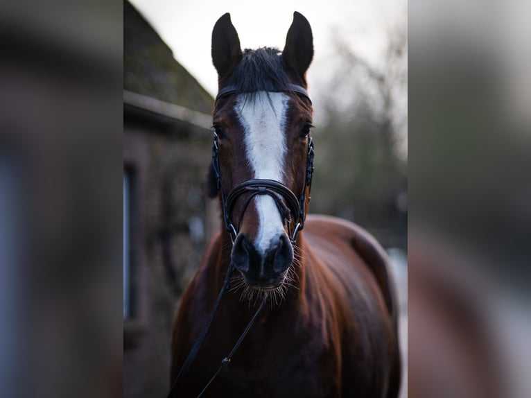 Holstein Mare 5 years 16 hh Brown in Rodenbek
