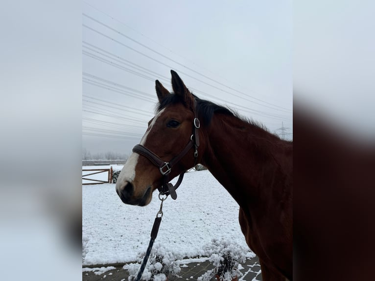 Holstein Mare 5 years 16 hh Brown in Köln