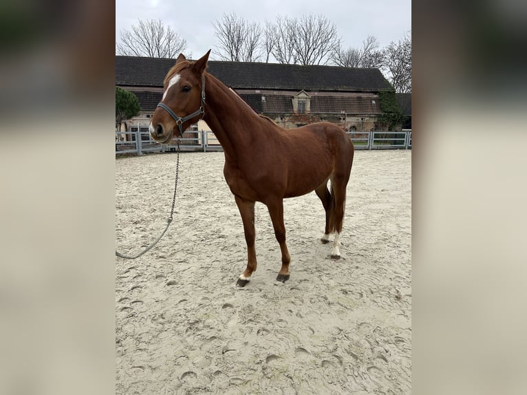 Holstein Mare 5 years 16 hh Chestnut-Red in Muldestausee