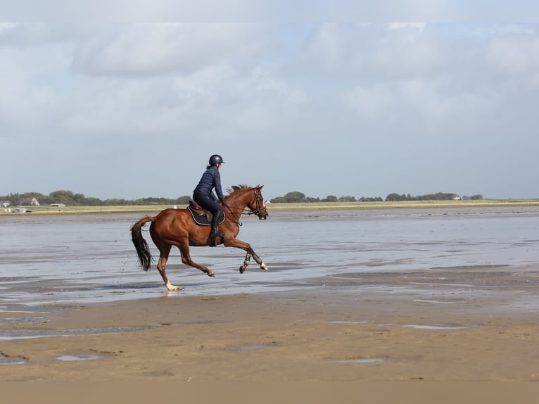 Holstein Mare 5 years 16 hh Chestnut-Red in Wedel