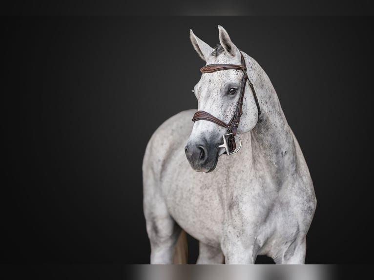 Holstein Mare 5 years 16 hh Gray in Zduchovice