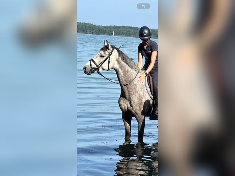 Holstein Mare 5 years 16 hh Gray in Nehmten