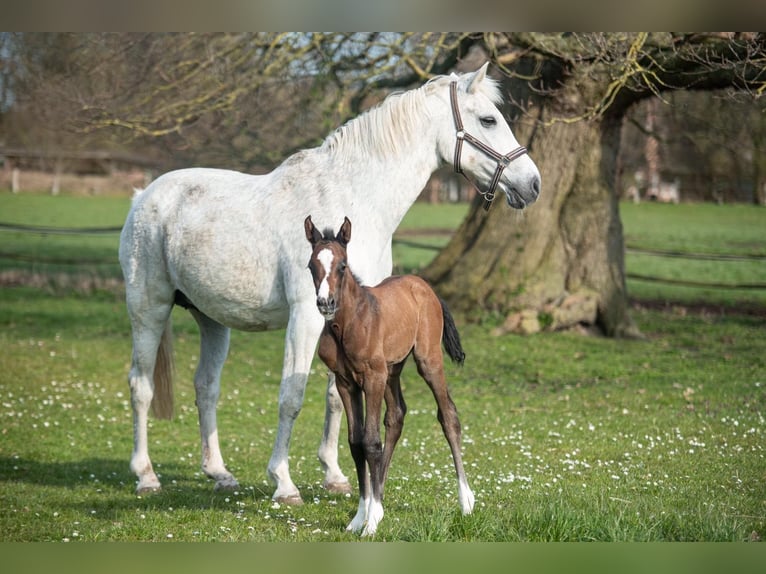 Holstein Mare 5 years 16 hh Grey-Dapple in Dahme