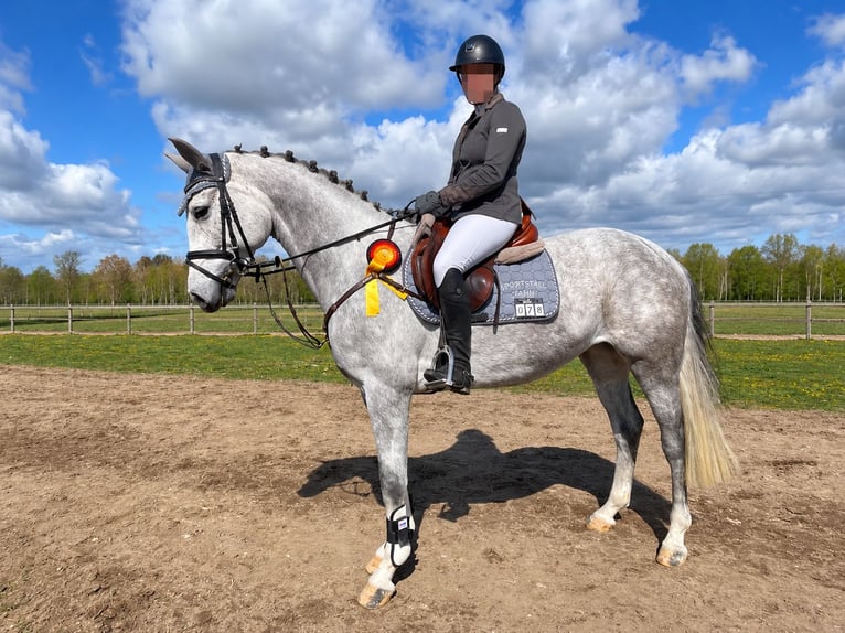 Holstein Mare 5 years 16 hh Grey in Wolfsburg