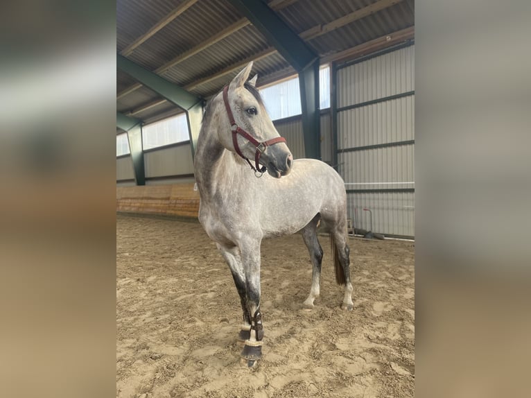 Holstein Mare 5 years 16 hh Grey in Wolfsburg