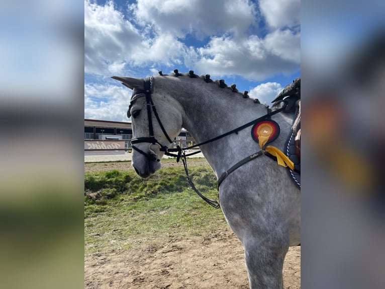 Holstein Mare 5 years 16 hh Grey in Wolfsburg
